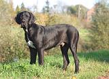 DOGUE ALLEMAND 890